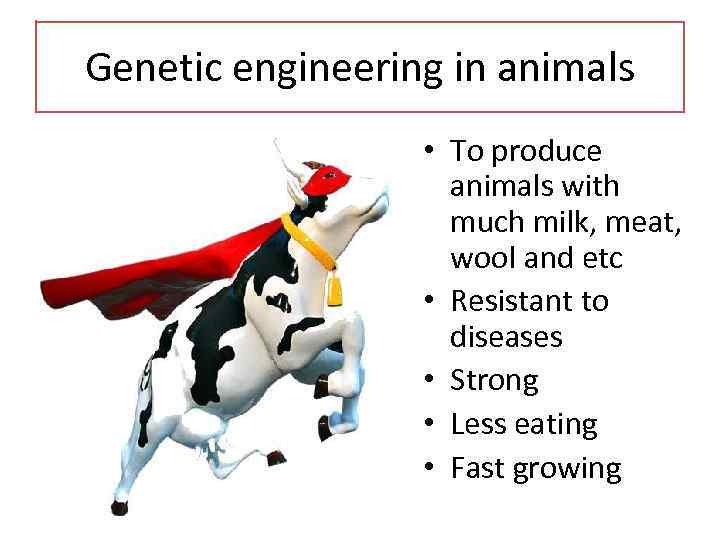 Genetic engineering in animals • To produce animals with much milk, meat, wool and