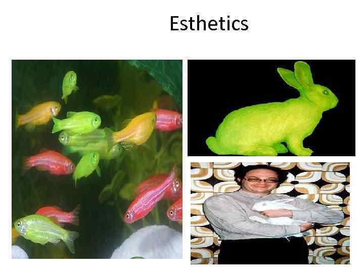 Esthetics 