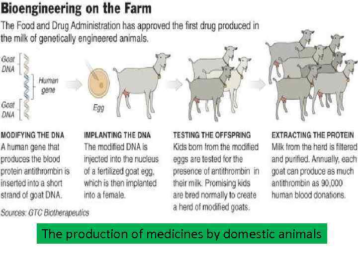 The production of medicines by domestic animals 