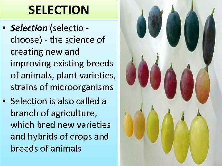 SELECTION • Selection (selectio - choose) - the science of creating new and improving