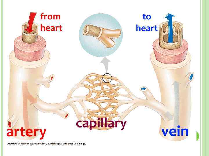 Human Circulatory System Functions Of Human Circulatory