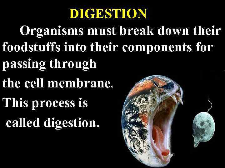 DIGESTION Organisms must break down their foodstuffs into their components for passing through the