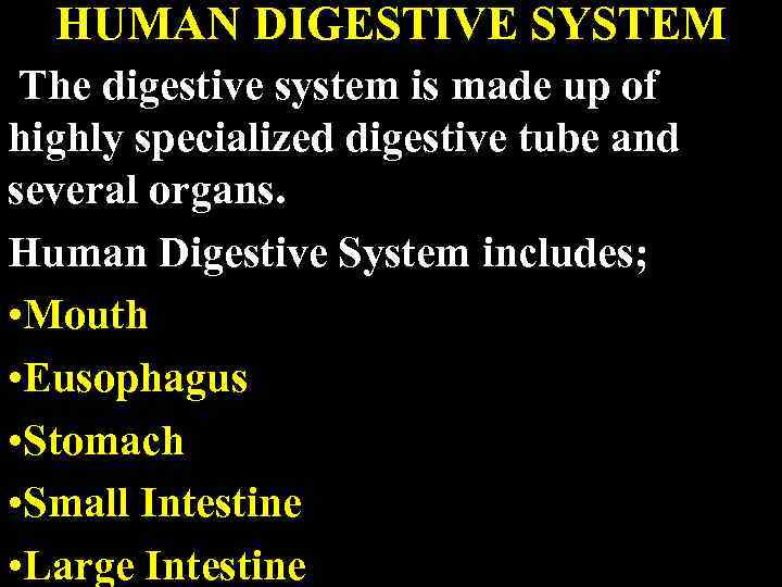 HUMAN DIGESTIVE SYSTEM The digestive system is made up of highly specialized digestive tube