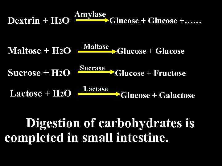 Dextrin + H 2 O Maltose + H 2 O Sucrose + H 2