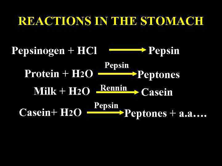 REACTIONS IN THE STOMACH Pepsinogen + HCl Protein + H 2 O Milk +