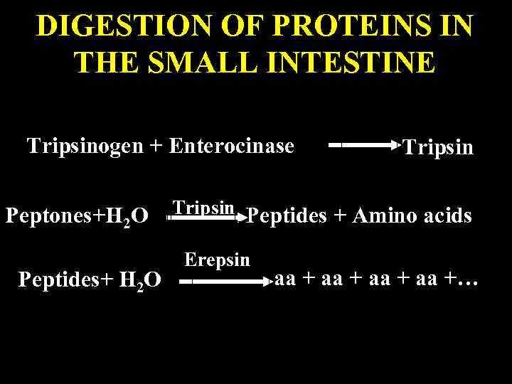 DIGESTION OF PROTEINS IN THE SMALL INTESTINE Tripsinogen + Enterocinase Tripsin Peptones+H 2 O