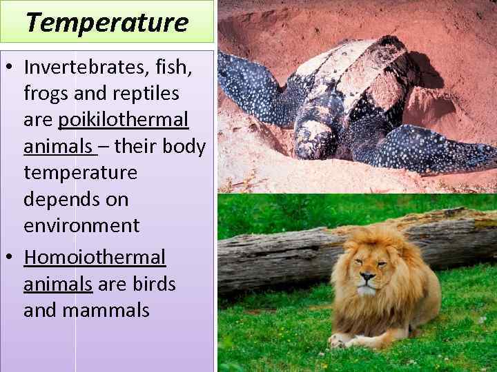 Temperature • Invertebrates, fish, frogs and reptiles are poikilothermal animals – their body temperature
