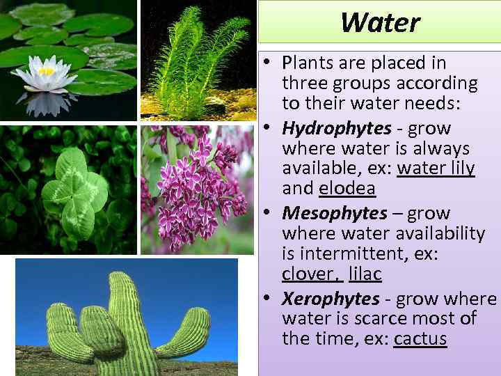 Water • Plants are placed in three groups according to their water needs: •