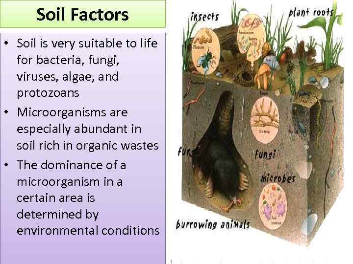 Soil Factors • Soil is very suitable to life for bacteria, fungi, viruses, algae,