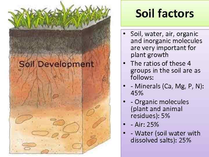 Soil factors • Soil, water, air, organic and inorganic molecules are very important for