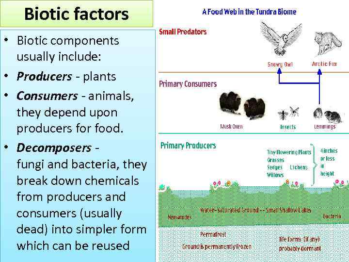 Biotic factors • Biotic components usually include: • Producers - plants • Consumers -