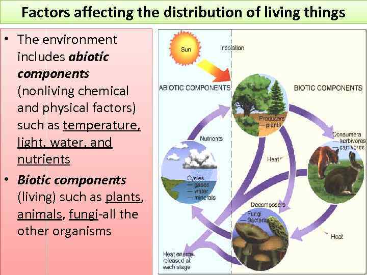 Factors affecting the distribution of living things • The environment includes abiotic components (nonliving