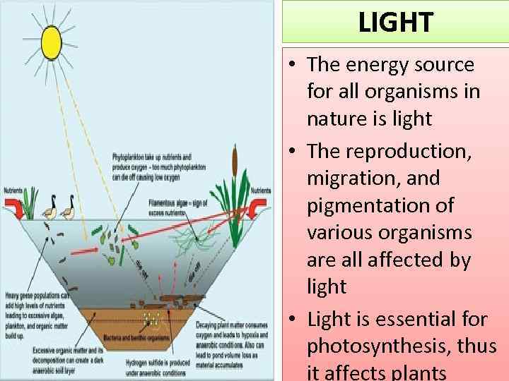 LIGHT • The energy source for all organisms in nature is light • The