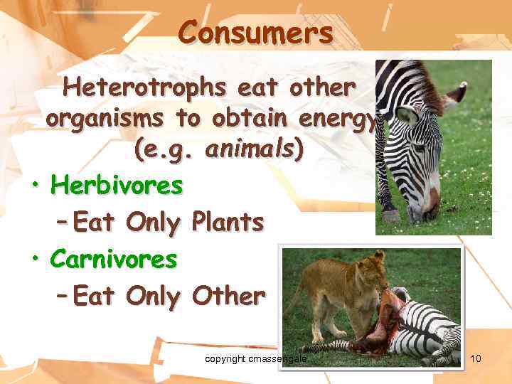 Consumers Heterotrophs eat other organisms to obtain energy. (e. g. animals) • Herbivores –