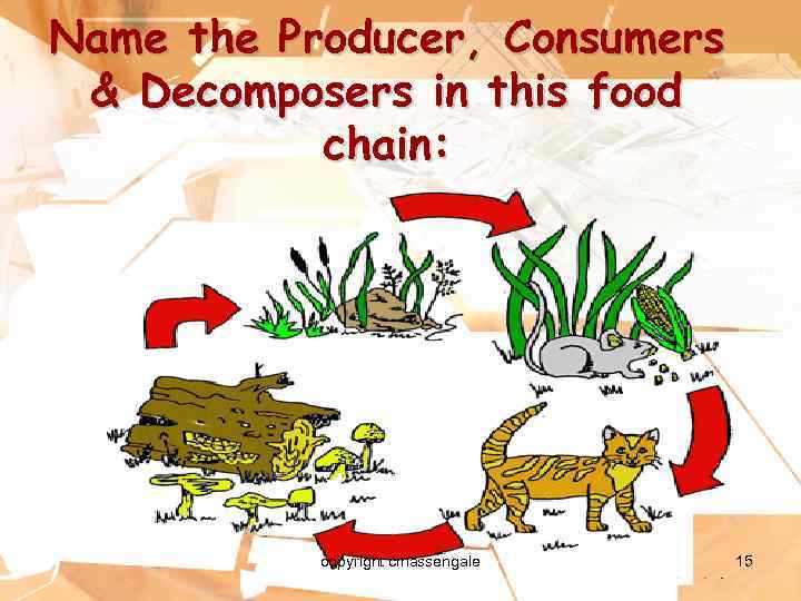Name the Producer, Consumers & Decomposers in this food chain: copyright cmassengale 15 