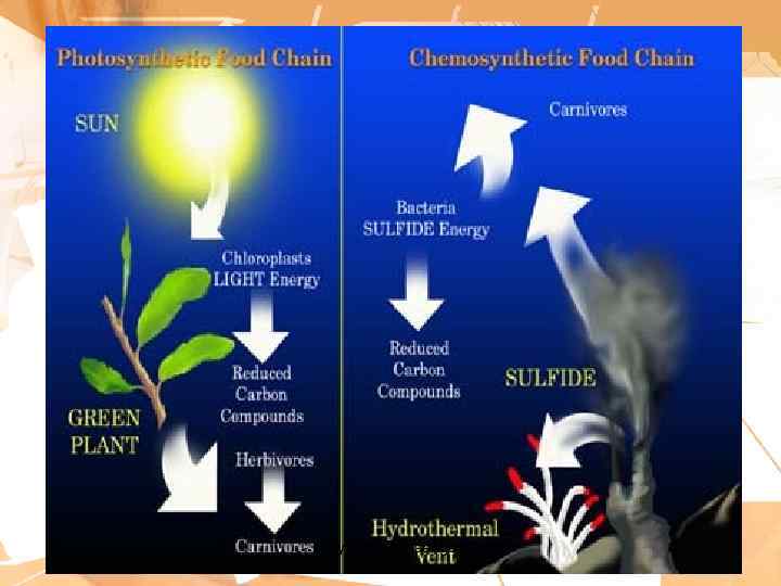 copyright cmassengale 16 