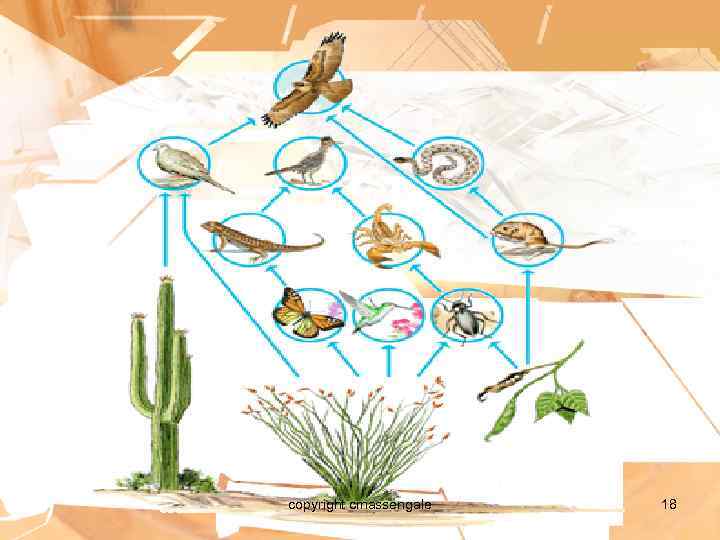 copyright cmassengale 18 