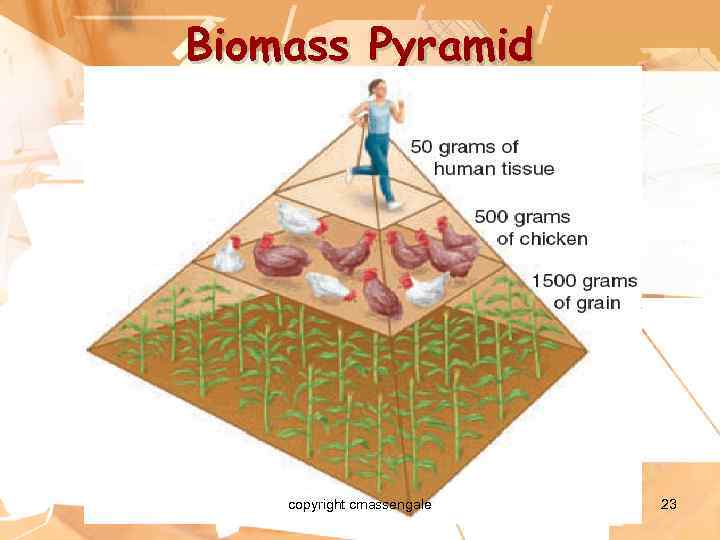 Biomass Pyramid copyright cmassengale 23 
