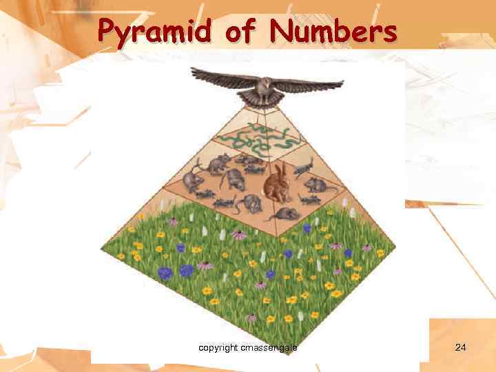Pyramid of Numbers copyright cmassengale 24 