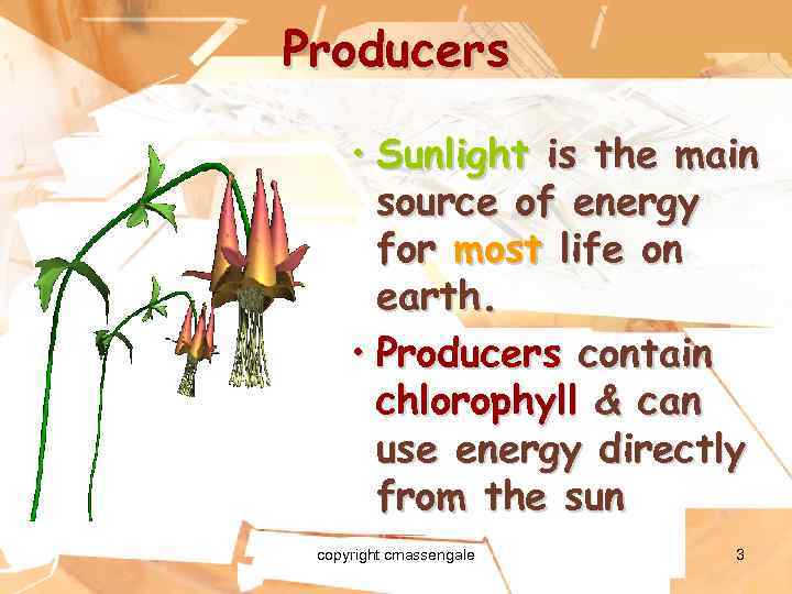 Producers • Sunlight is the main source of energy for most life on earth.