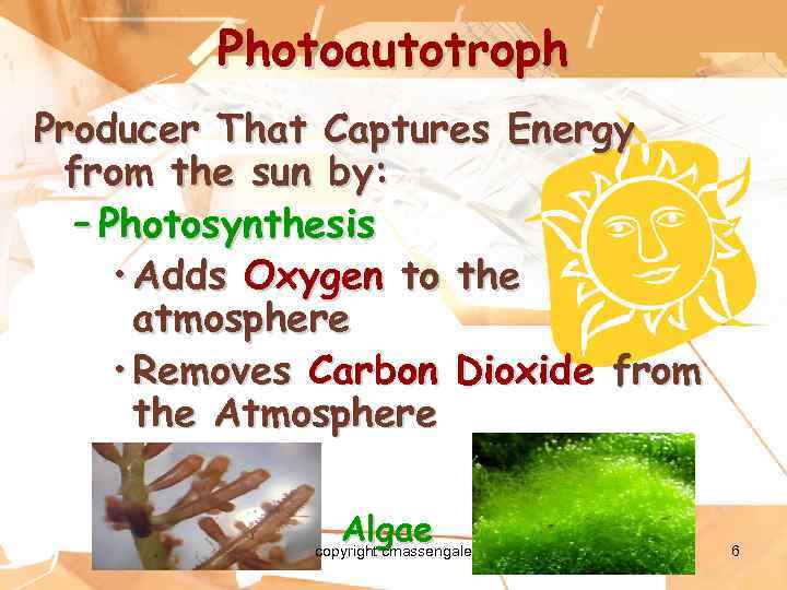 Photoautotroph Producer That Captures Energy from the sun by: – Photosynthesis • Adds Oxygen