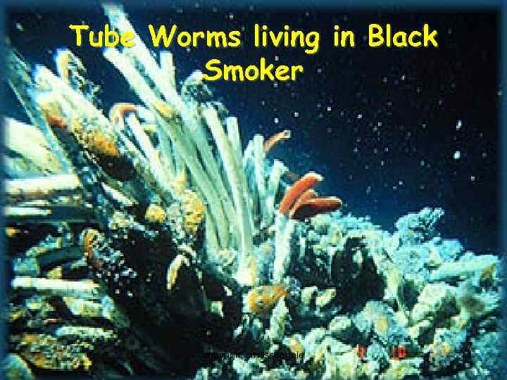 Tube Worms living in Black Smoker copyright cmassengale 9 