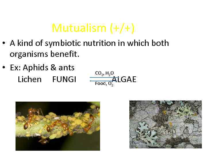 Mutualism (+/+) • A kind of symbiotic nutrition in which both organisms benefit. •