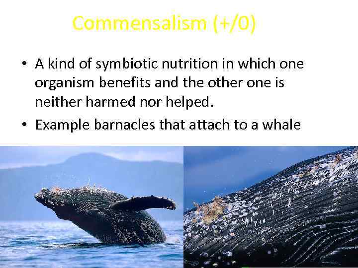 Commensalism (+/0) • A kind of symbiotic nutrition in which one organism benefits and