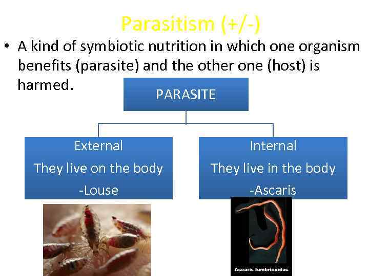 Parasitism (+/-) • A kind of symbiotic nutrition in which one organism benefits (parasite)