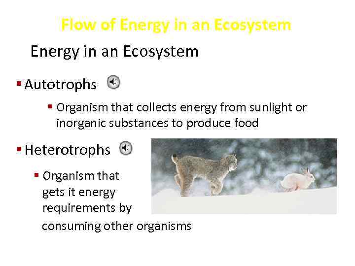 Flow of Energy in an Ecosystem § Autotrophs § Organism that collects energy from