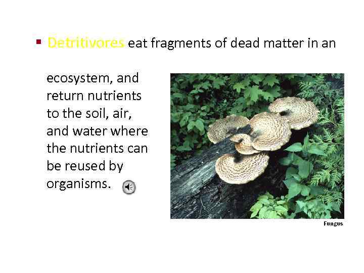 § Detritivores eat fragments of dead matter in an ecosystem, and return nutrients to