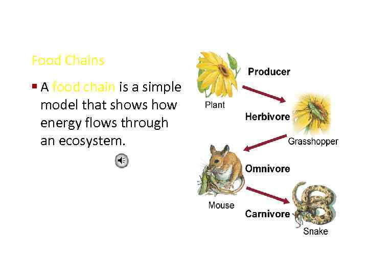 Food Chains § A food chain is a simple model that shows how energy