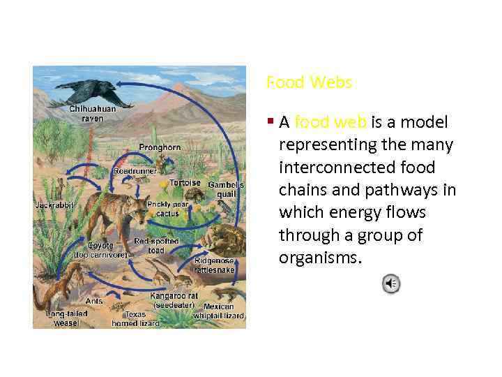 Food Webs § A food web is a model representing the many interconnected food