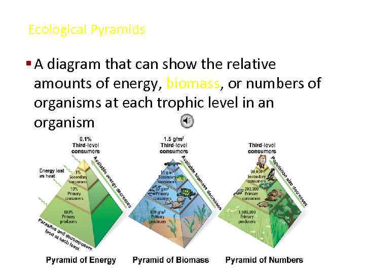 Ecological Pyramids § A diagram that can show the relative amounts of energy, biomass,