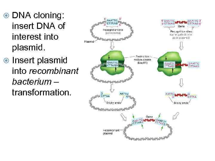 DNA cloning: insert DNA of interest into plasmid. Insert plasmid into recombinant bacterium –