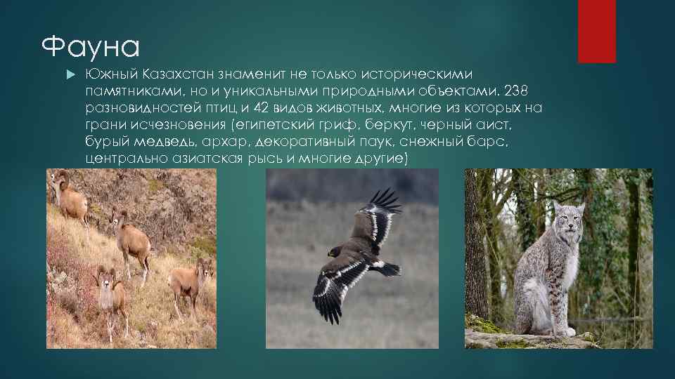 Фауна Южный Казахстан знаменит не только историческими памятниками, но и уникальными природными объектами. 238