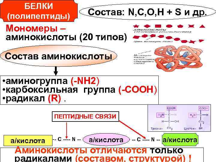 БЕЛКИ (полипептиды) Состав: N, С, О, Н + S и др. Мономеры – аминокислоты