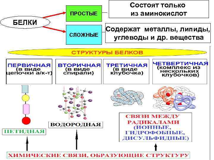 Аминокислоты белки и углеводы