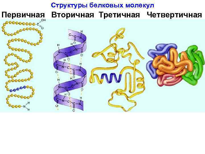 Определи рисунок на котором представлена первичная структура белка