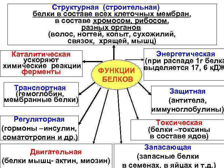 Структурная (строительная) белки в составе всех клеточных мембран, в составе хромосом, рибосом, разных органов