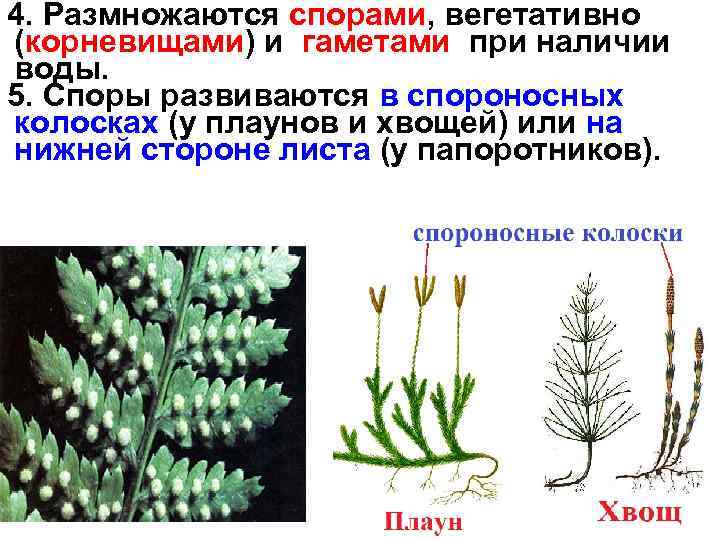 4. Размножаются спорами, вегетативно (корневищами) и гаметами при наличии воды. 5. Споры развиваются в