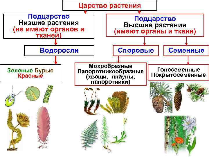 Царство растения Подцарство Низшие растения (не имеют органов и тканей) Водоросли Зеленые Бурые Красные