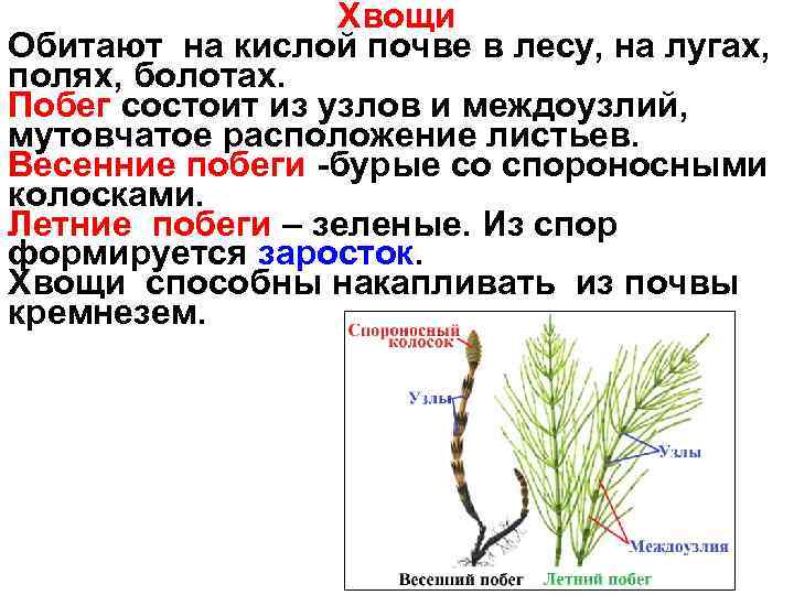 Строение хвоща