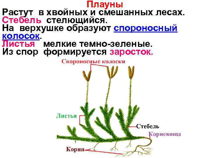 Плауны Растут в хвойных и смешанных лесах. Стебель стелющийся. На верхушке образуют спороносный колосок.