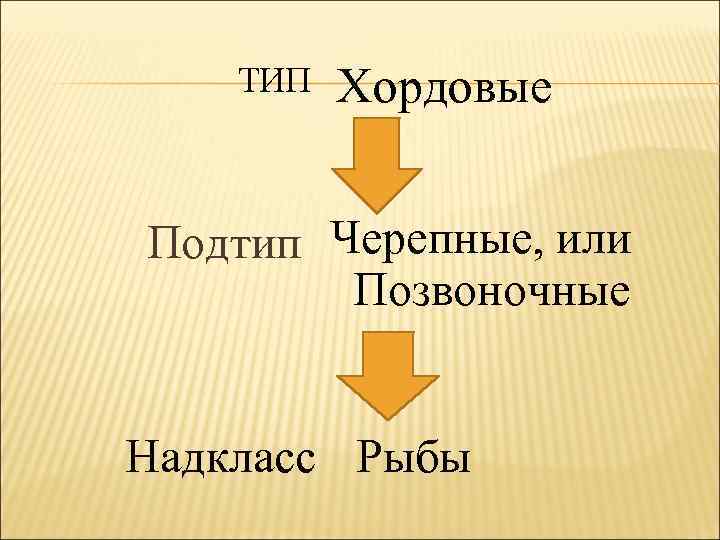 ТИП Хордовые Подтип Черепные, или Позвоночные Надкласс Рыбы 