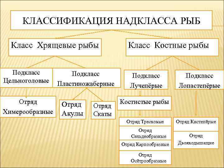 КЛАССИФИКАЦИЯ НАДКЛАССА РЫБ Класс Хрящевые рыбы Подкласс Цельноголовые Отряд Химерообразные Подкласс Пластиножаберные Отряд Акулы