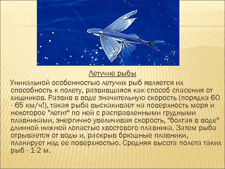 Летучие рыбы Уникальной особенностью летучих рыб является их способность к полету, развившаяся как способ