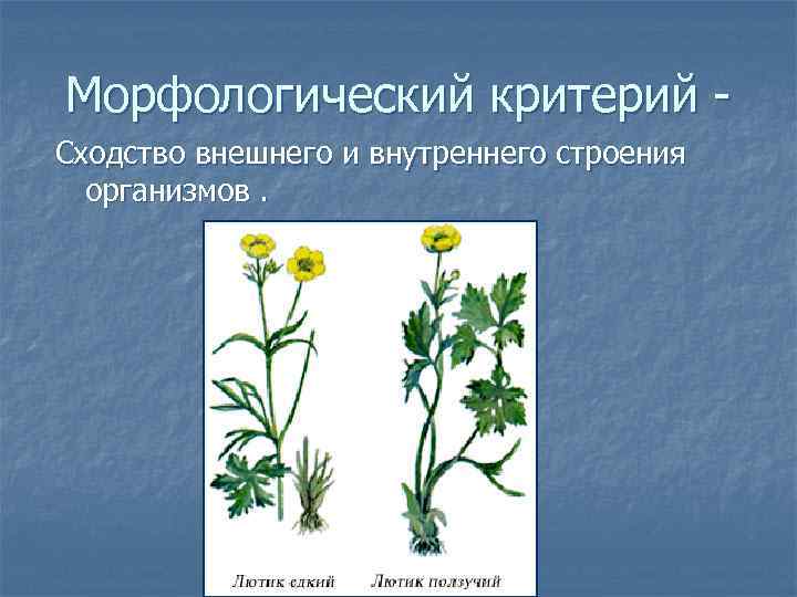 Морфологический критерий Сходство внешнего и внутреннего строения организмов. 