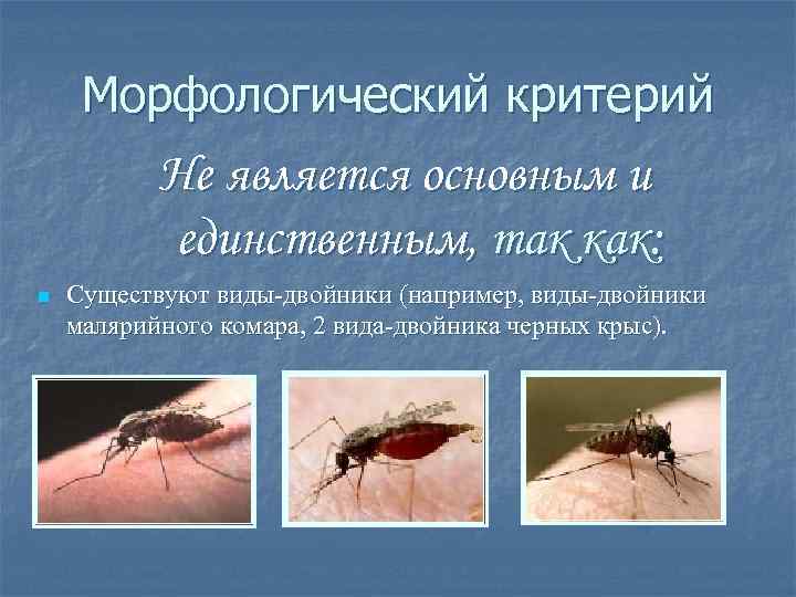 Морфологический критерий Не является основным и единственным, так как: n Существуют виды-двойники (например, виды-двойники