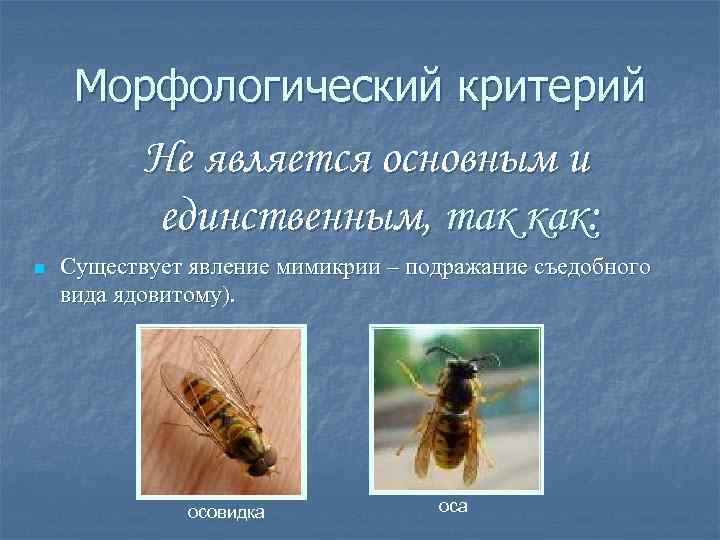 Морфологический критерий Не является основным и единственным, так как: n Существует явление мимикрии –
